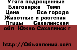 Утята подрощенные “Благоварка“,“Темп“ › Цена ­ 100 - Все города Животные и растения » Птицы   . Сахалинская обл.,Южно-Сахалинск г.